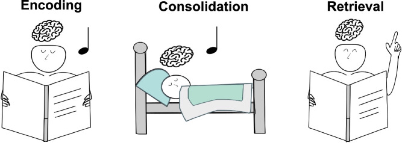 Targeted memory reactivation. Cues present during learning are replayed during sleep to bias consolidation.