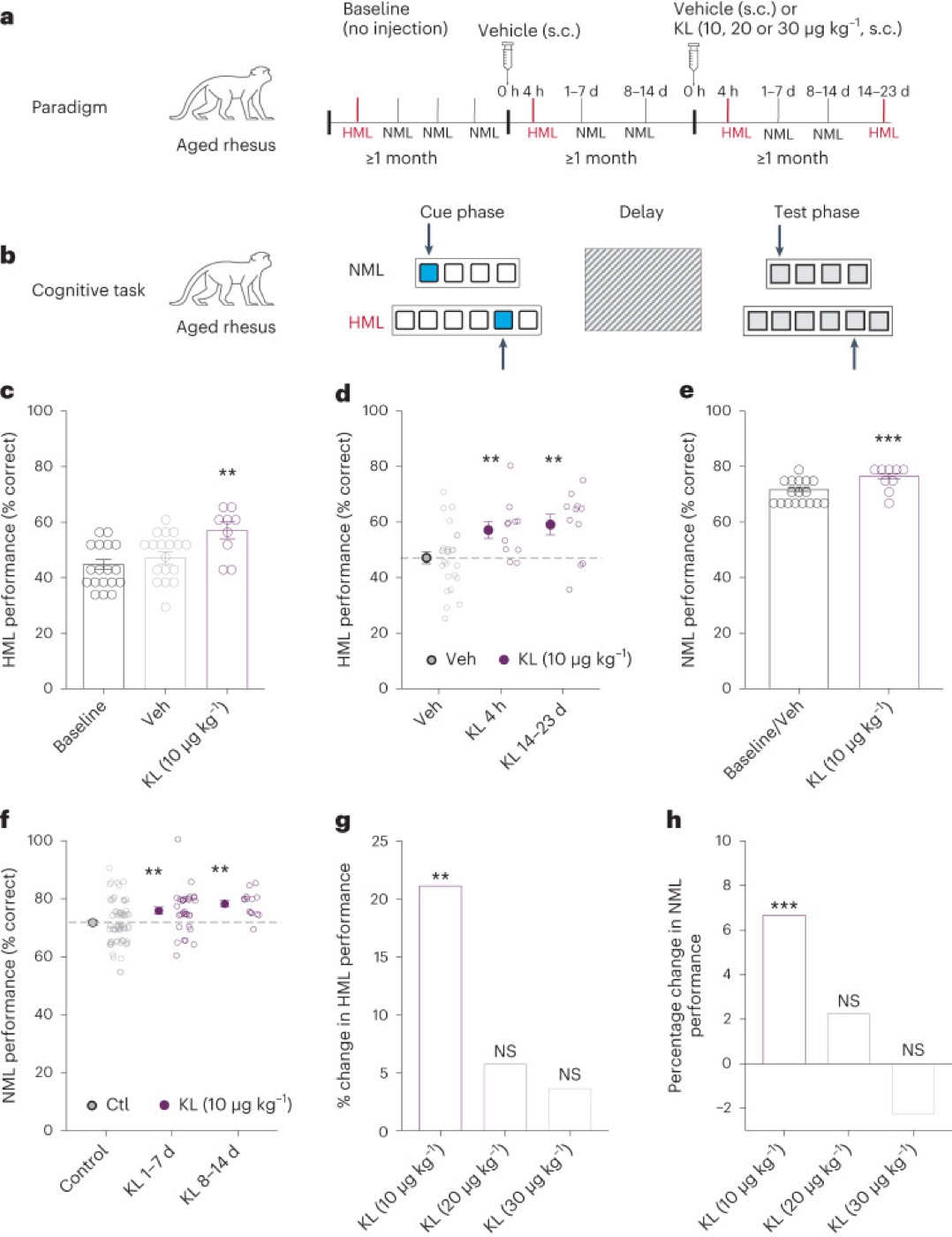 Klotho in aged monkeys. A single low dose improved memory performance in aged rhesus macaques.