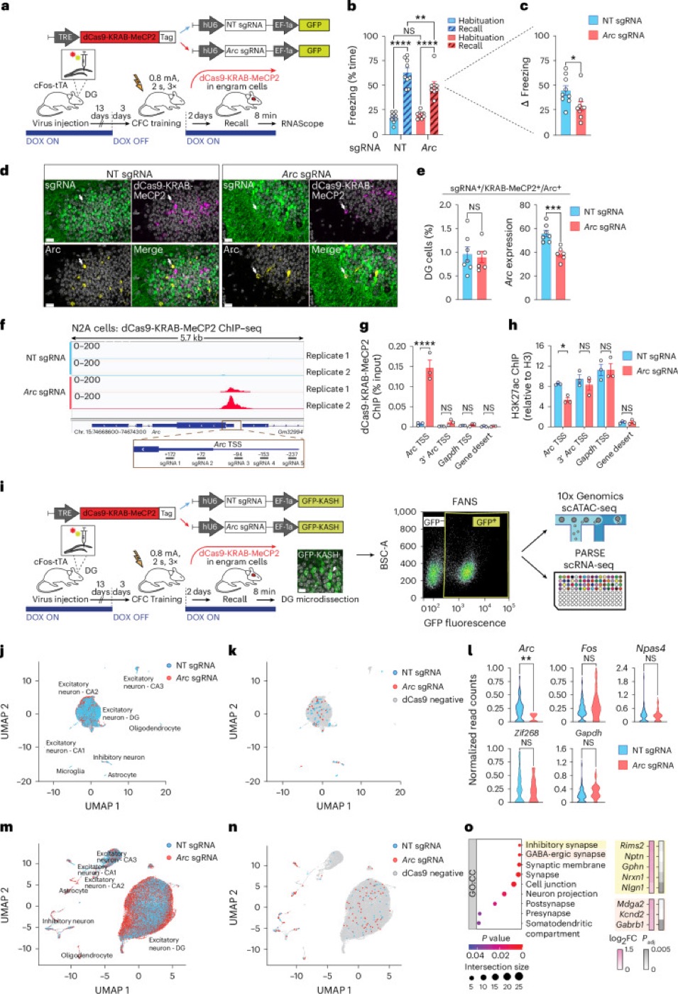 Editing a memory’s epigenetic switch. CRISPR-based epigenetic repression of the Arc promoter in memory-bearing neurons in mice.