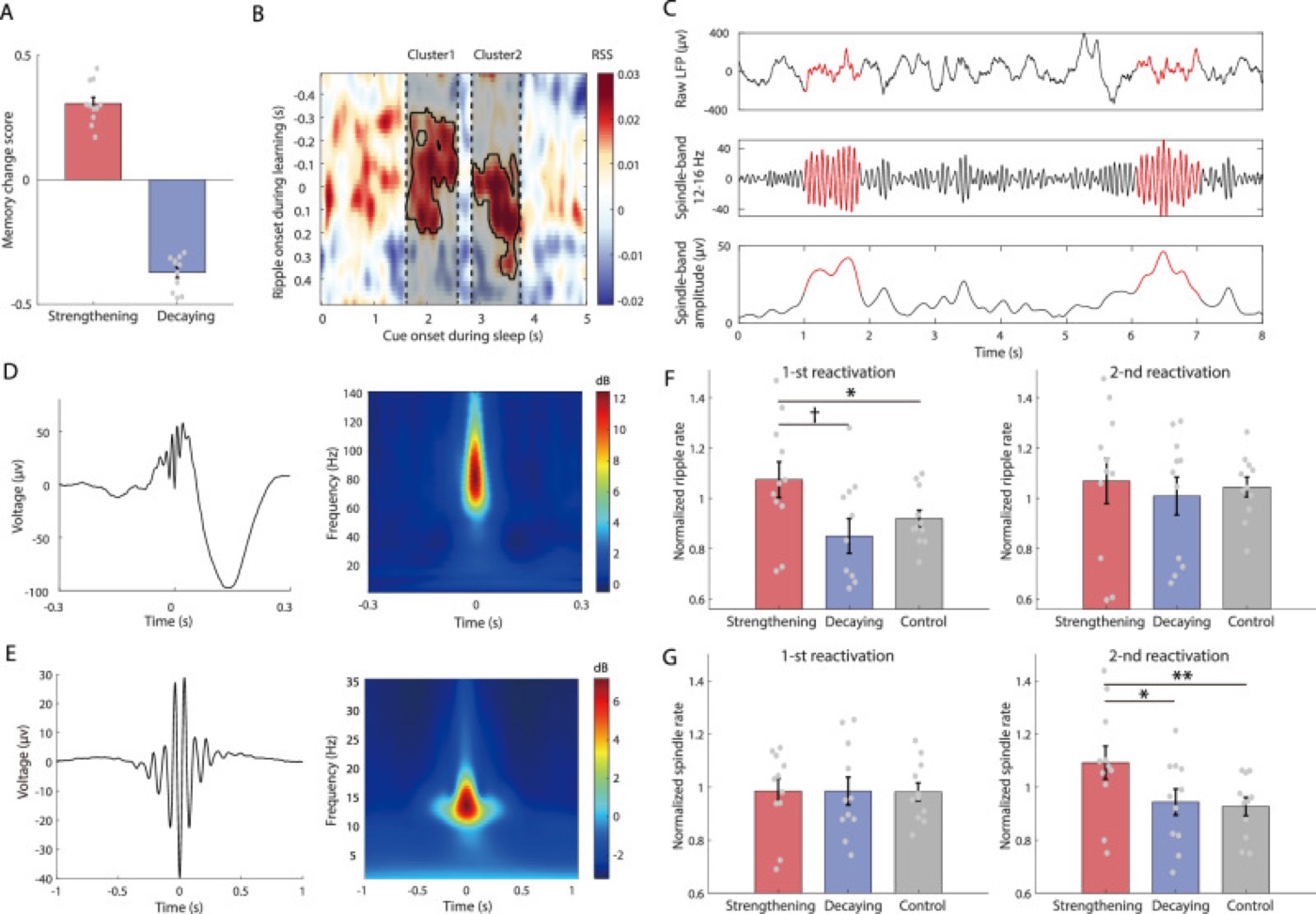Two waves of reactivation. Ripple and spindle patterns during two sweeps of reactivation after cueing in sleep.