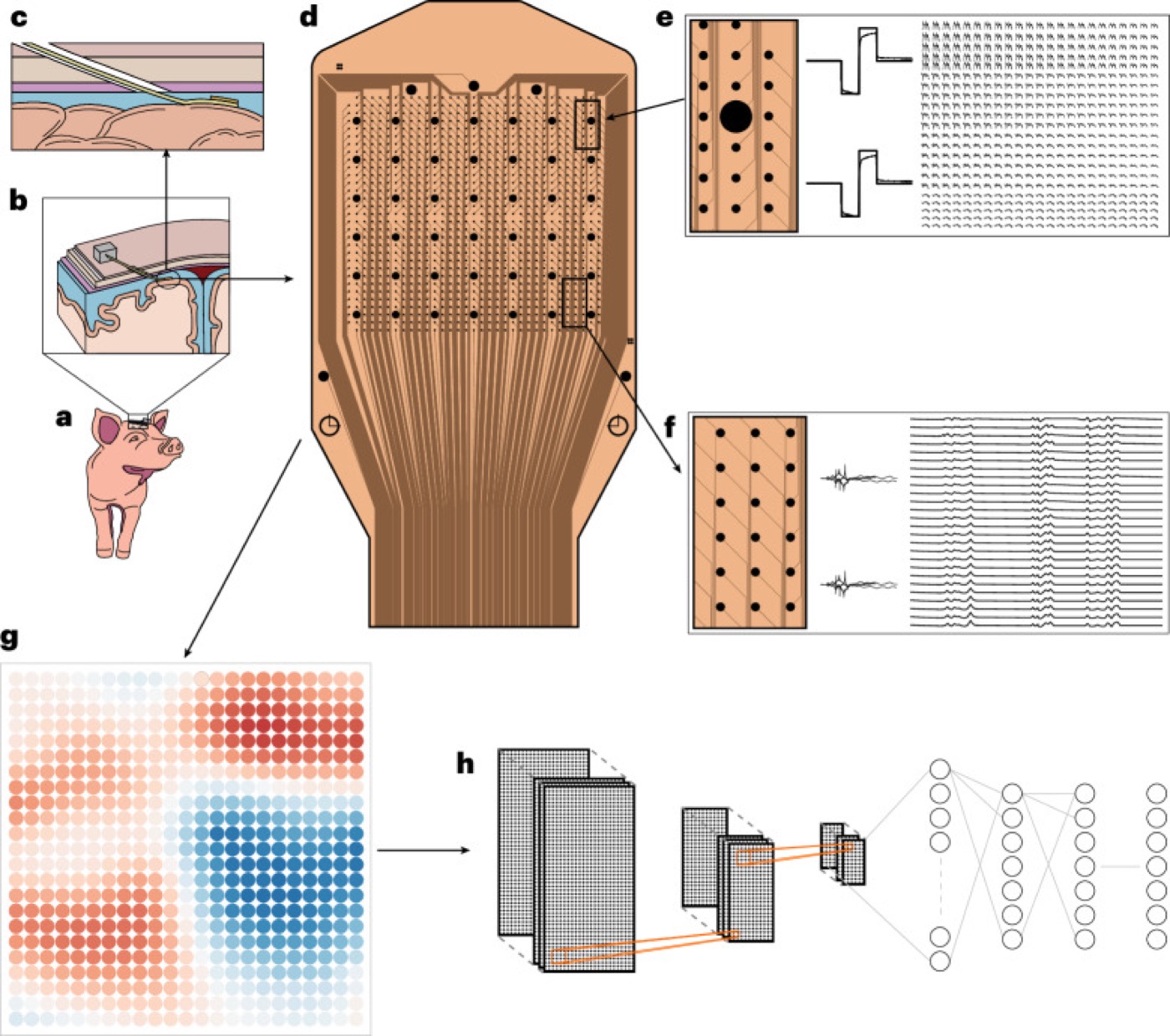 A 1,024-channel thin-film interface. Overview of a minimally invasive cortical interface placed without a craniotomy.