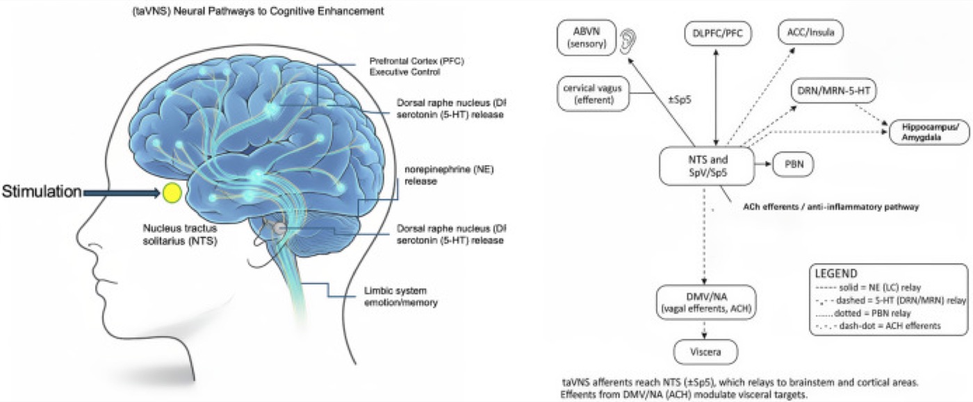 How ear stimulation reaches the brain. Afferent pathways of auricular vagus nerve stimulation through the brainstem to cortical networks.