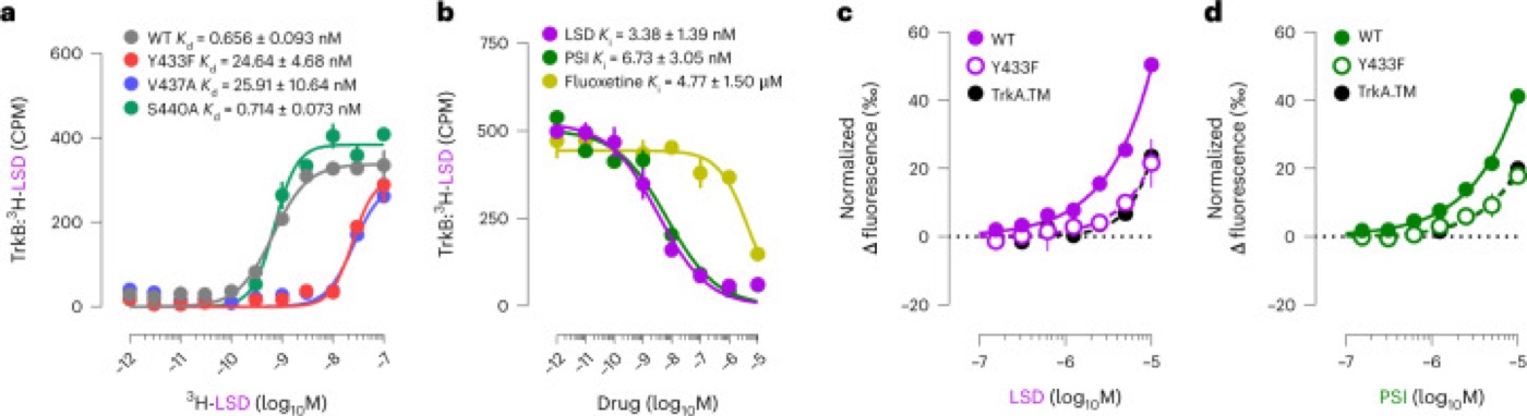 Psychedelics bind TrkB. Binding of LSD and psilocin to TrkB, the receptor for brain-derived neurotrophic factor.
