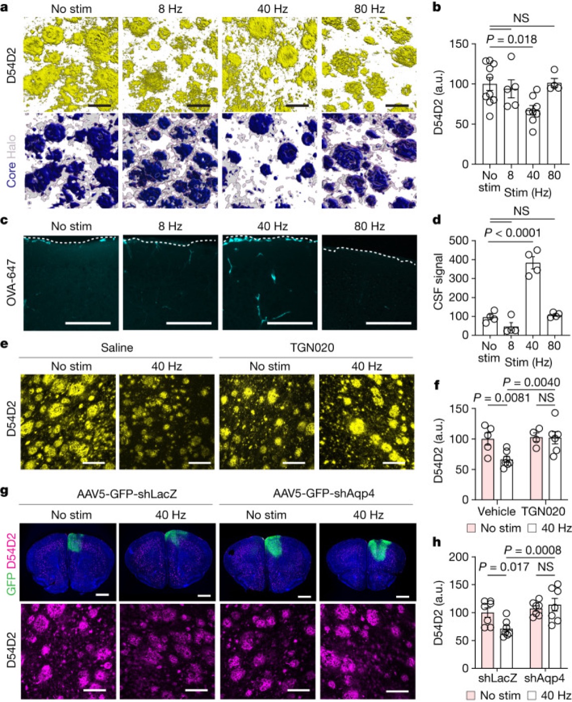 40 Hz stimulation and amyloid clearance. Multisensory gamma stimulation promoted glymphatic clearance of amyloid in mice.