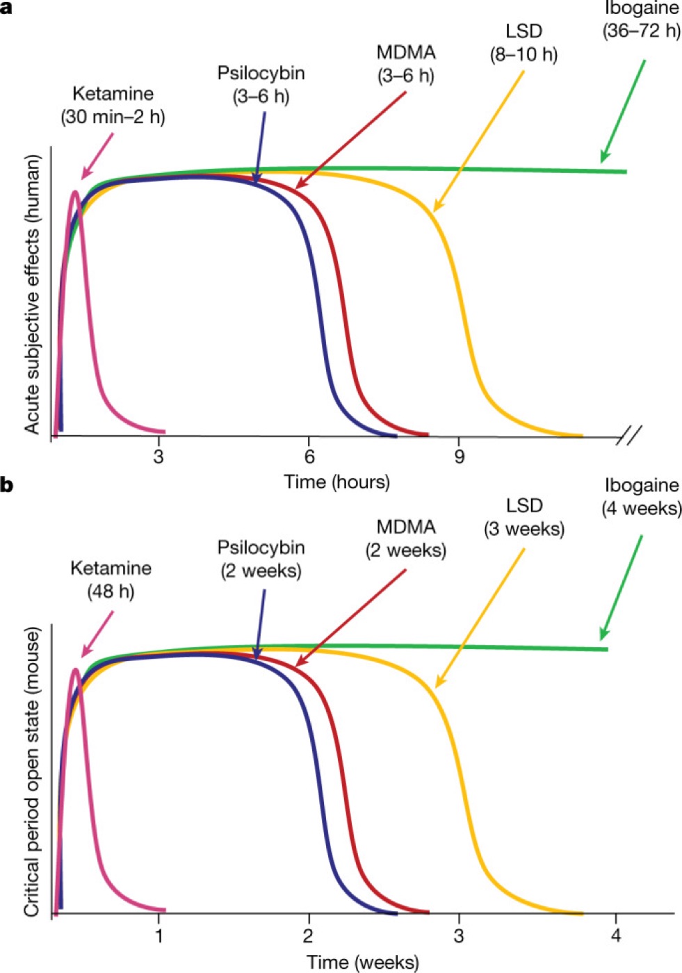 Psychedelics reopen a critical period. In mice, how long the window stays open tracks how long each drug’s acute effects last in humans.