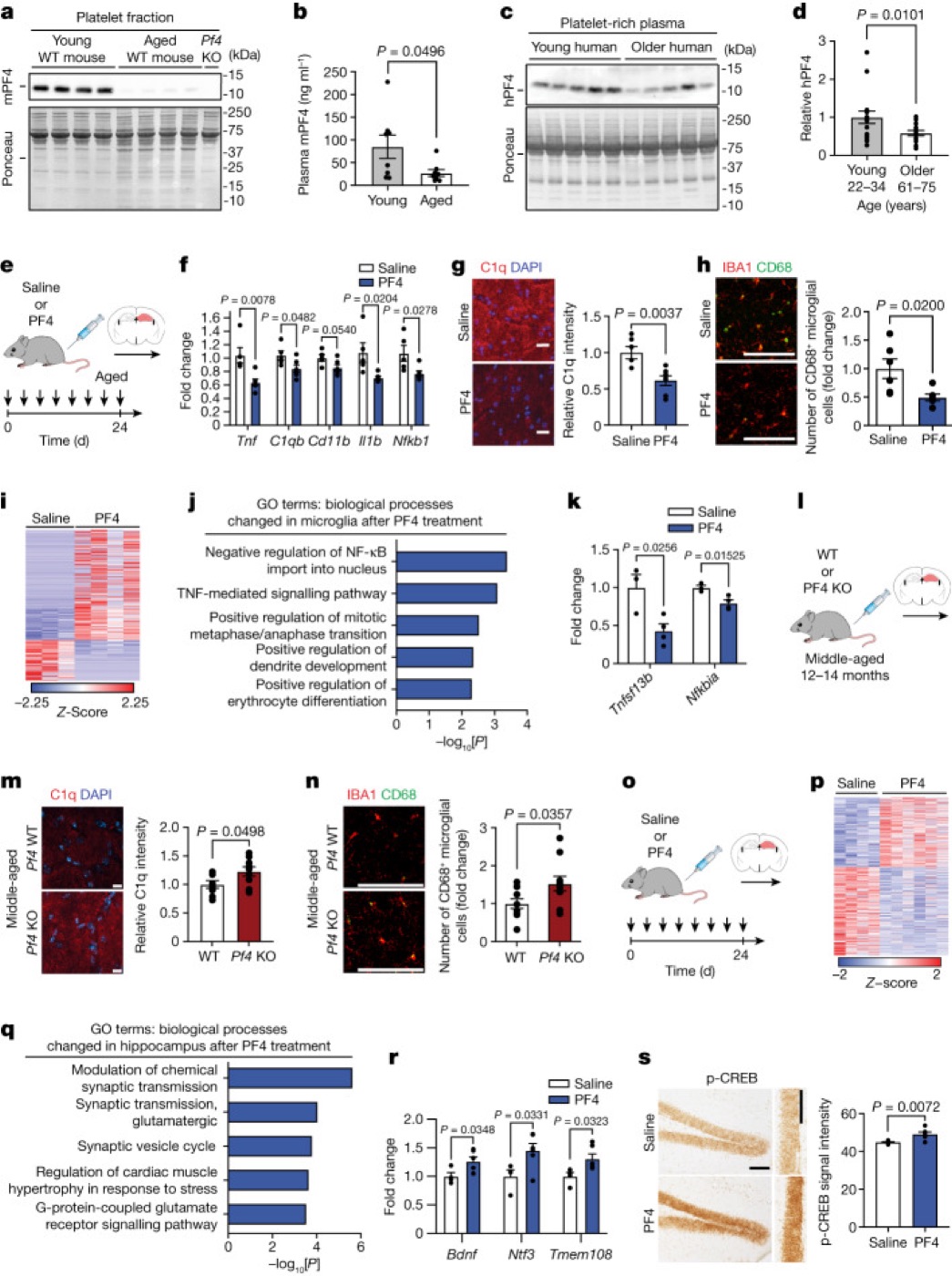The young-blood factor PF4. Systemic PF4 reduced neuroinflammation and changed synaptic markers in the aged hippocampus of mice.