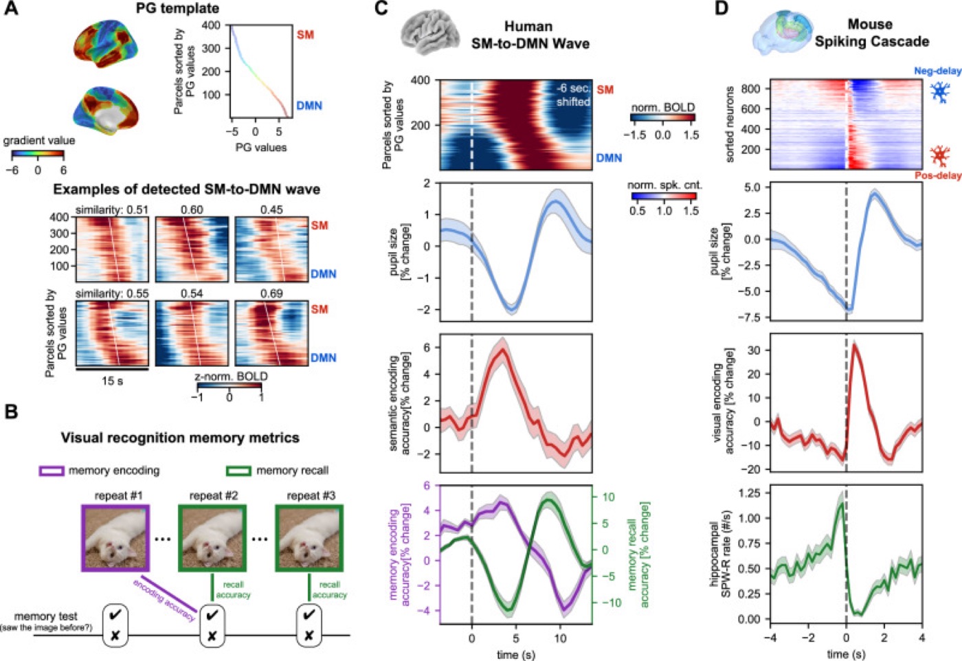 The brain alternates outward and inward. Semantic encoding and memory retrieval peak at opposite phases of a wave that sweeps the cortex.